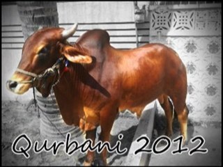 bachra qurbani hassan 2