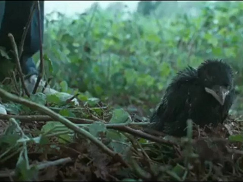 Kauwboy trailer