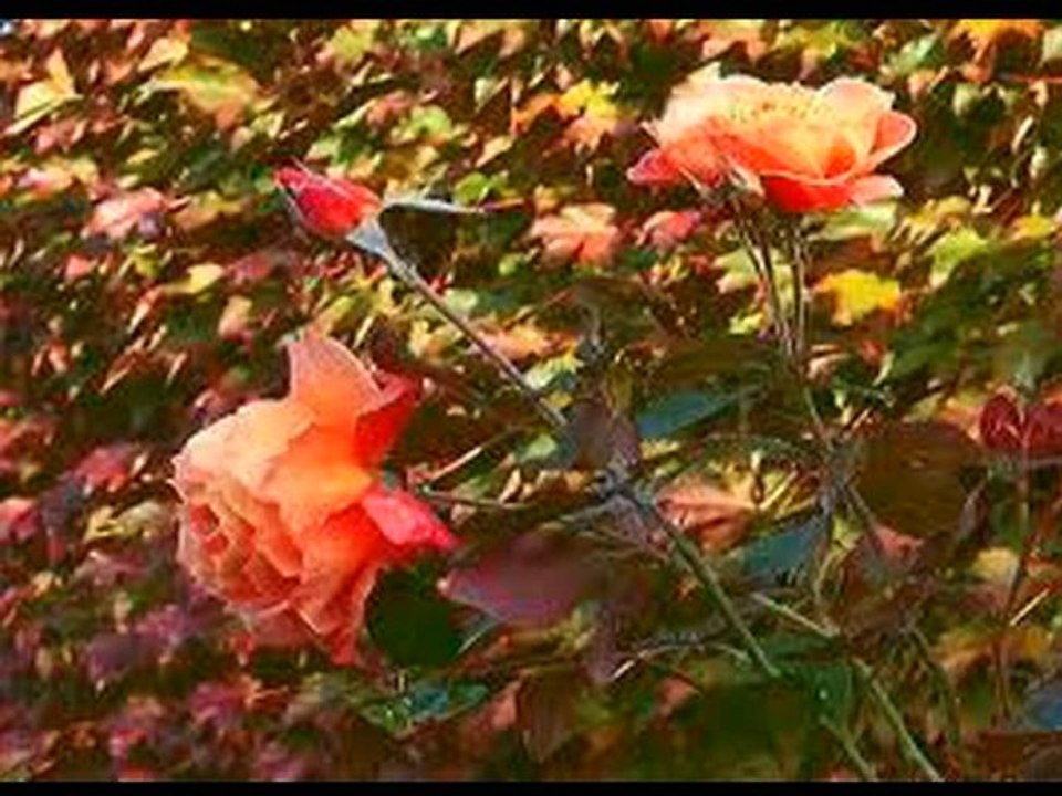 IRENA SANTOR   -  JESIENNE RÓŻE