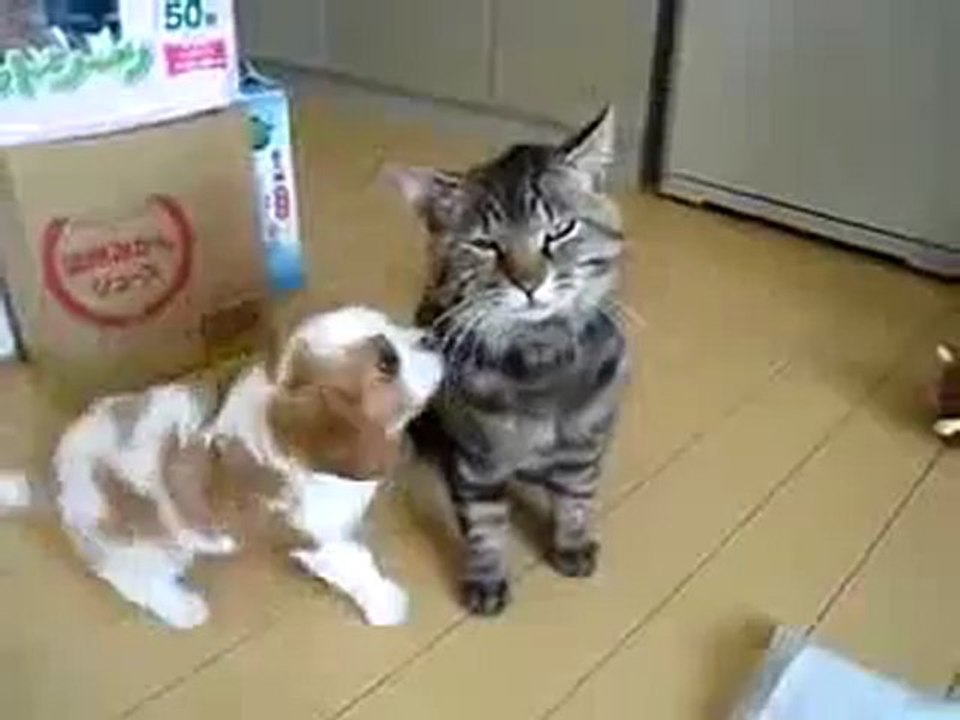 Chiot adopté par un chat