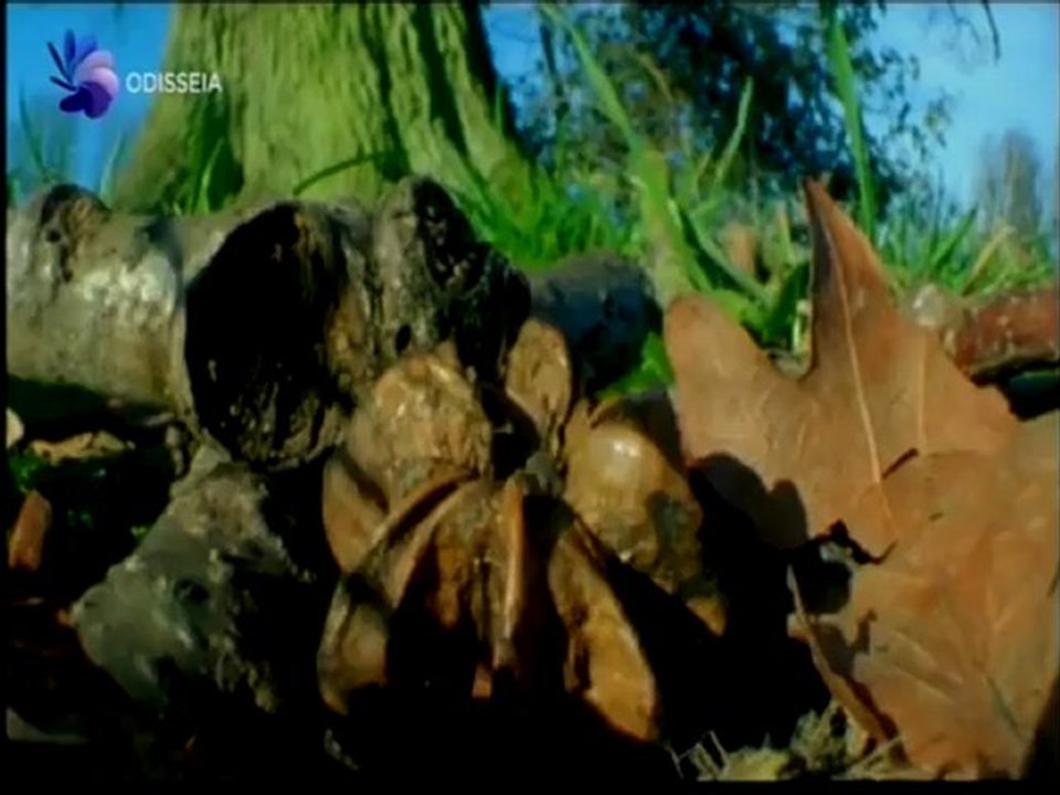 Maravilhas Selvagens à Lupa (ep001)