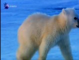 Um Espião entre os Ursos Polares (Episódio 2) (Odisseia)