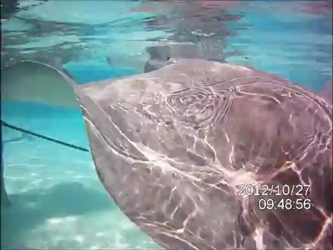 Raies et requins - 271012