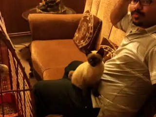 Kitty playing with Azizi