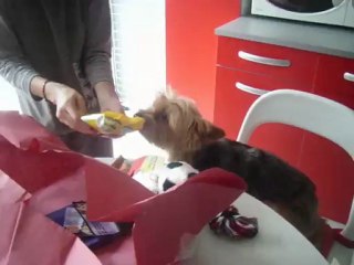 Tiki a son anniversaire le 1er novembre 2012 !! ♥♥