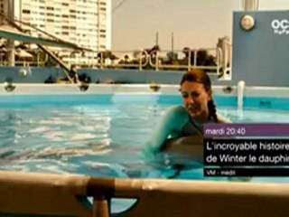 l'incroyable histoire de Winter le dauphin - Bande annonce