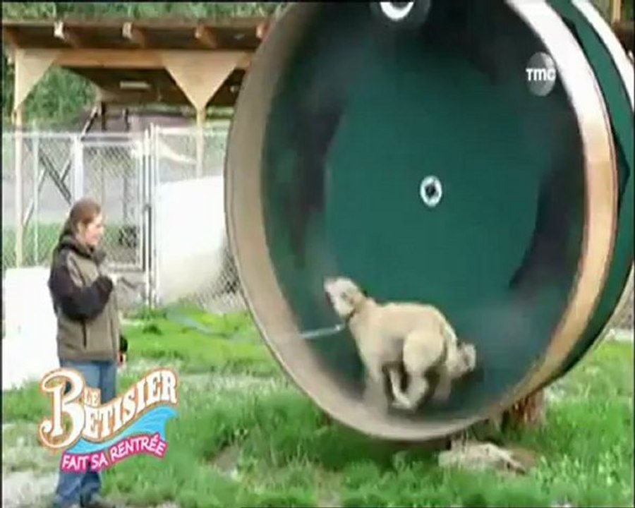 Chats chiens ,vidéo gag animaux