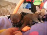 Chihuahuas Des dunes de keremma , chiots de 25 jours