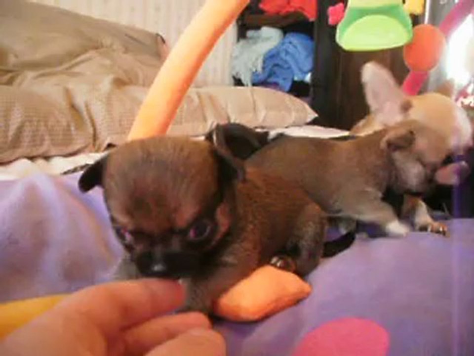 Chihuahuas Des dunes de keremma , chiots de 25 jours