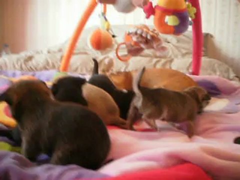 Chihuahuas Des dunes de keremma a 25 jours