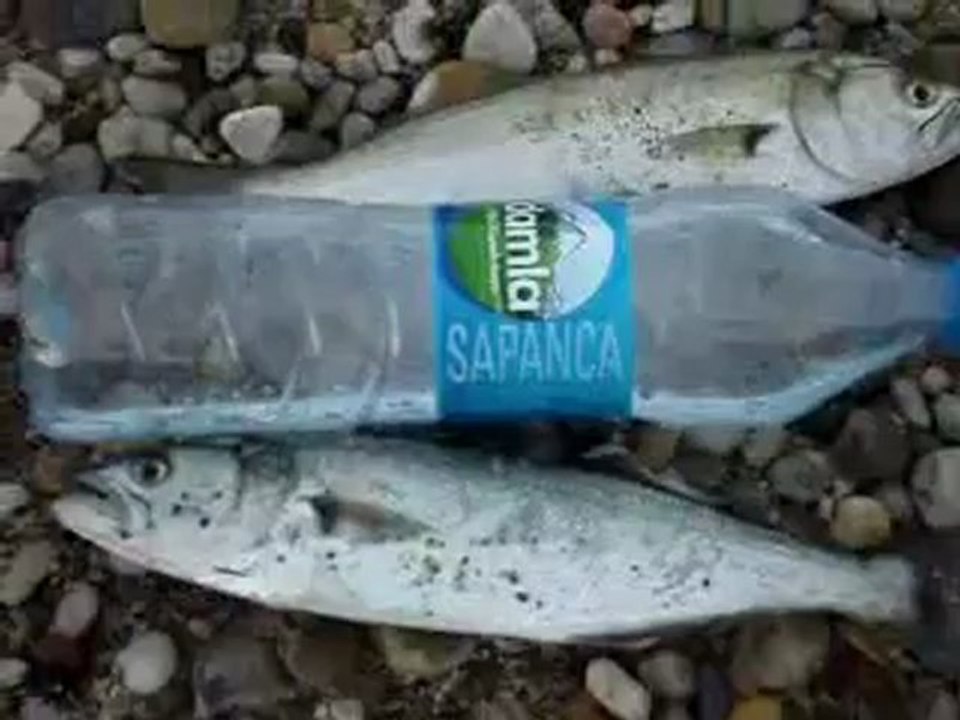 Lüfer avı