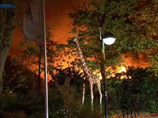 Grote brand in Dierenpark Emmen - RTV Noord