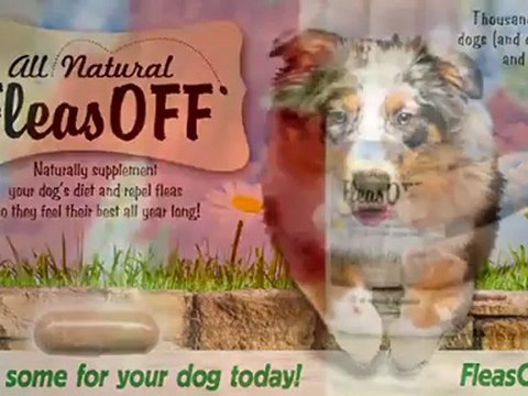 Natural Dog Flea Killers And Flea Relief For Dogs