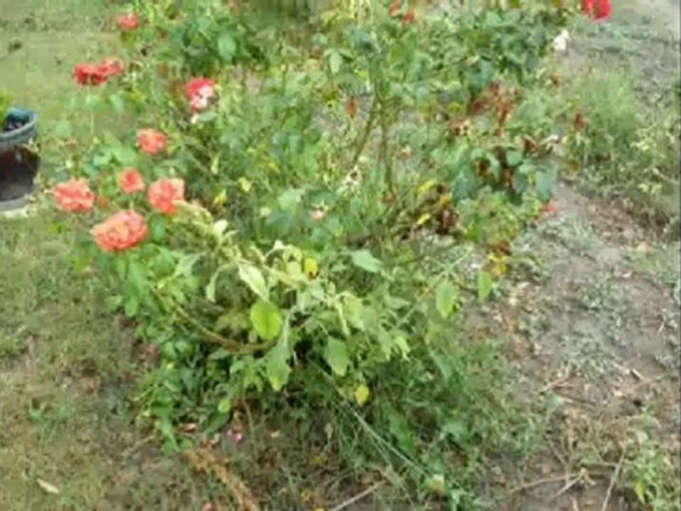 Alpha Blondy. God bless Avignon.