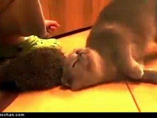 Un chat adore se frotter contre un hérisson