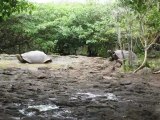 Tortues géantes Galapagos San Christobal