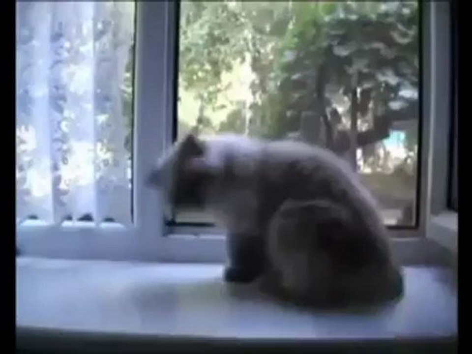 Имитация растрела домашних животных