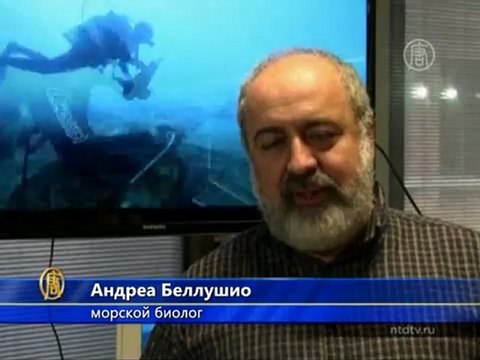 Редких моллюсков спасают из-под «Коста Конкордии»