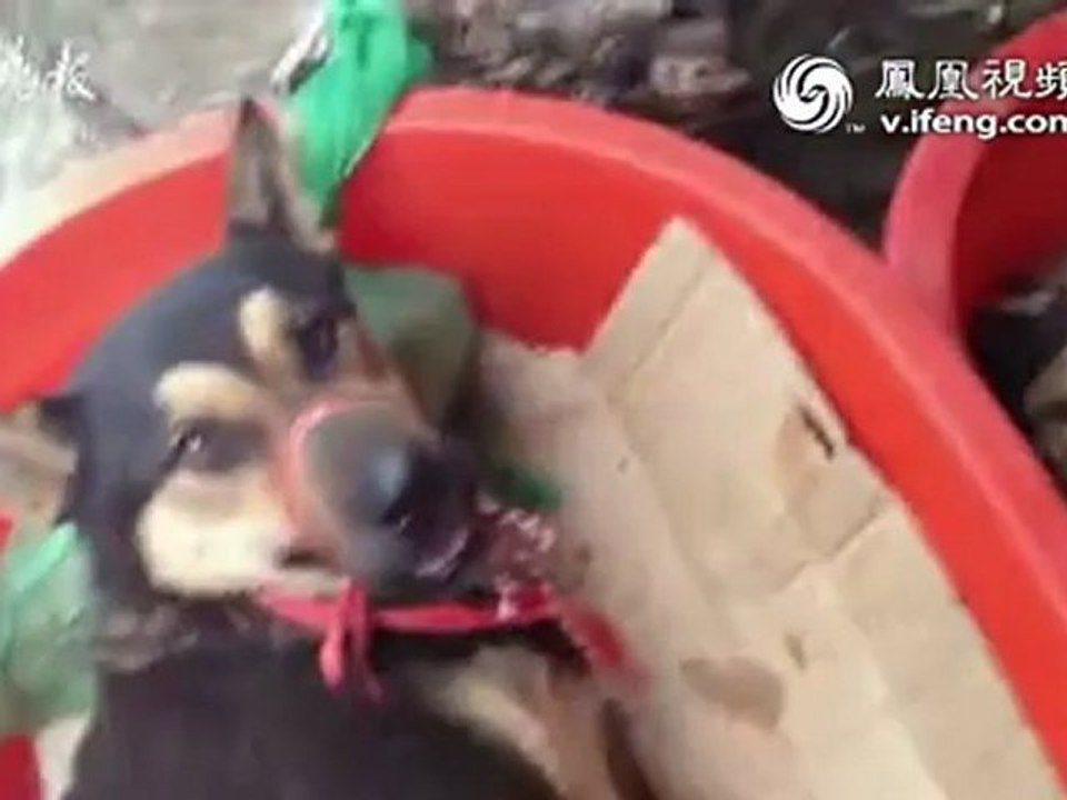 Journaliste trouve un marché de chien