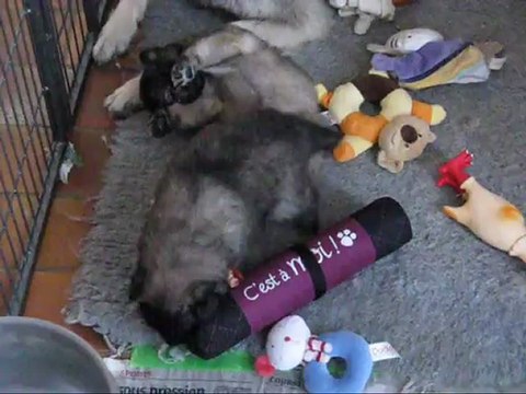 chiots Berger belge DAISY X BALHY âges de 3 semaines