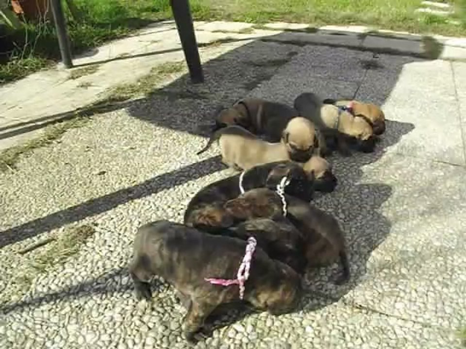 Première sortie Chiots Cayna et Arinez