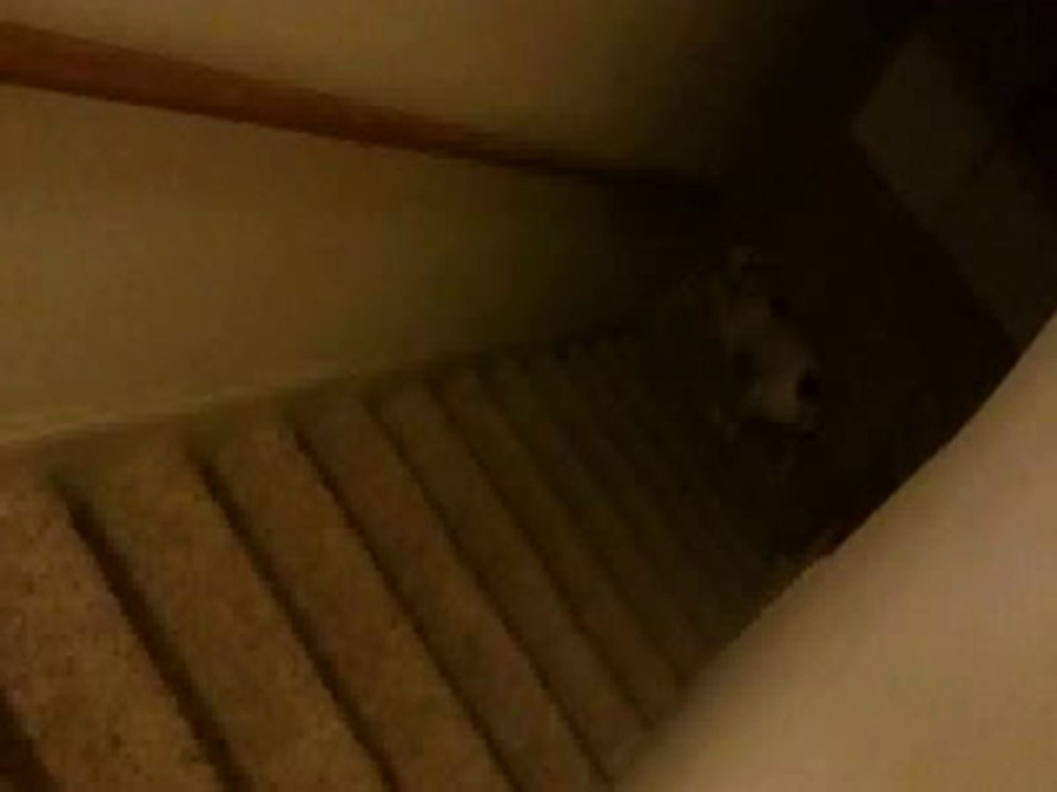 Dog plays fetch by himself