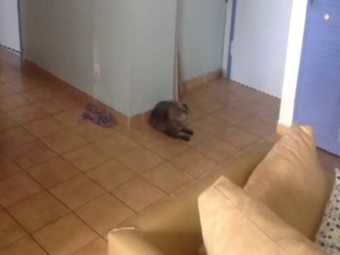 Busta scares himself chasing a ball... too funny!!