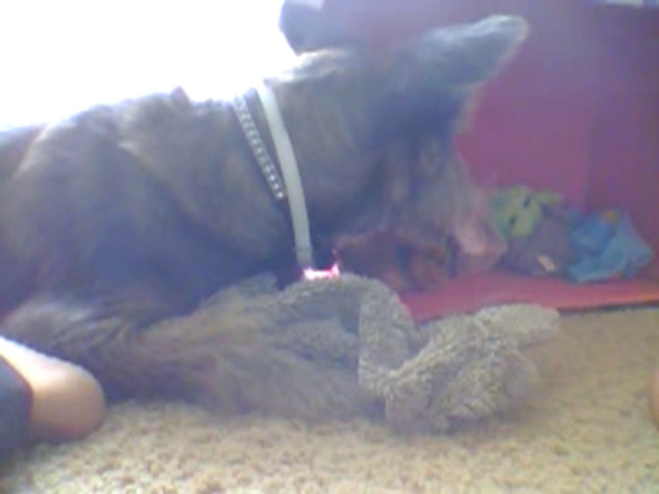 Lucy attacking my hand!!!!