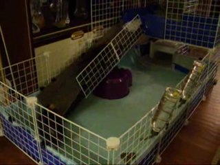 Our Happy Guinea Pigs