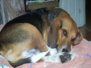 Dreaming Beagle