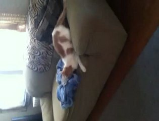 Cat Chasing Tail