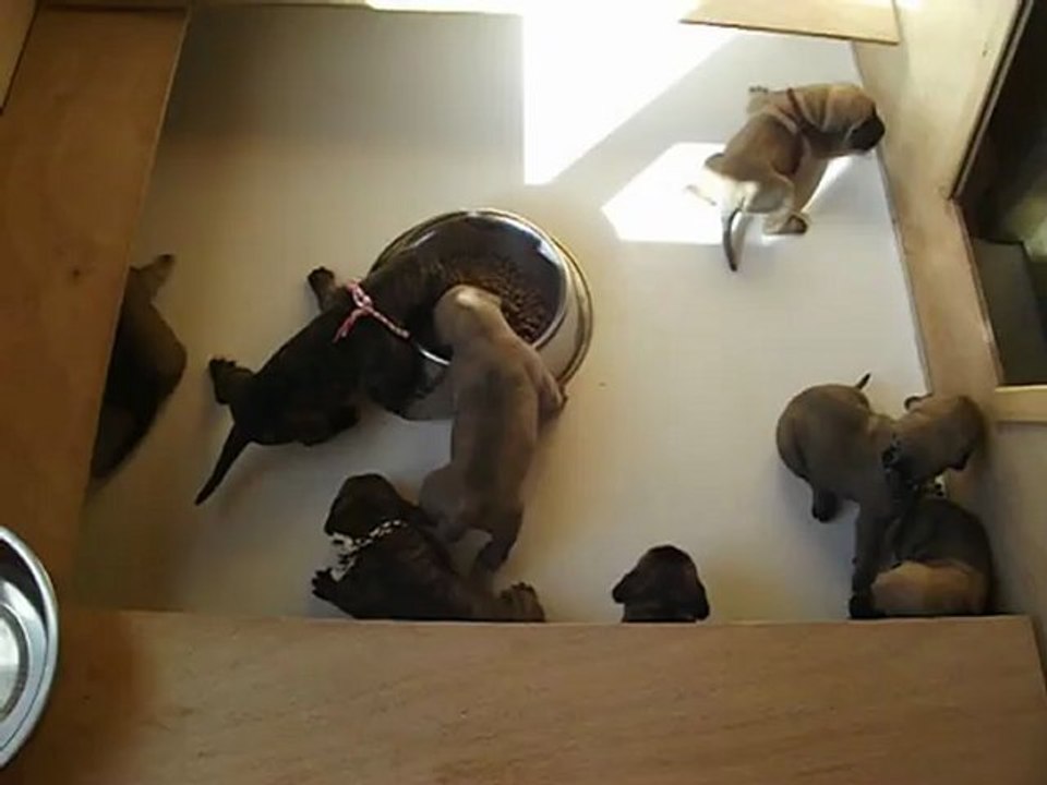 L'arrivée des croquettes