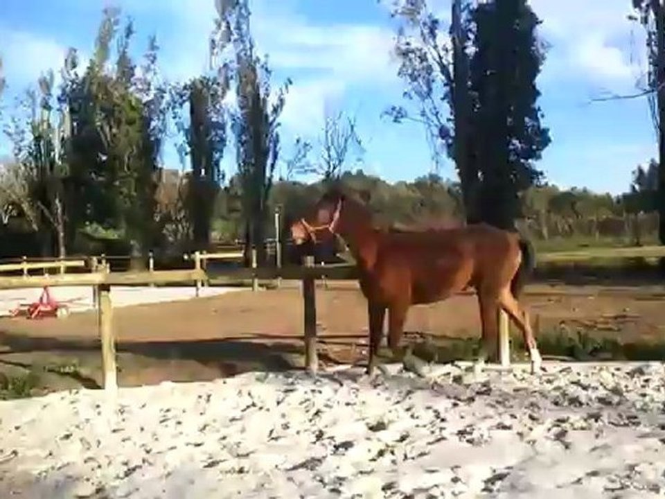 Séance petits sauts