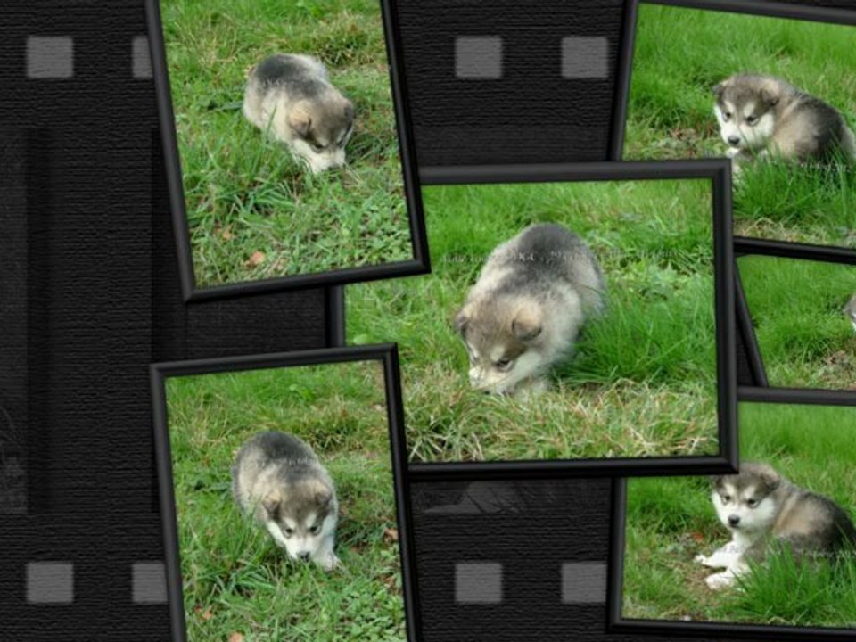 Chiot Alaskan Malamute , Falone , gris collier jaune