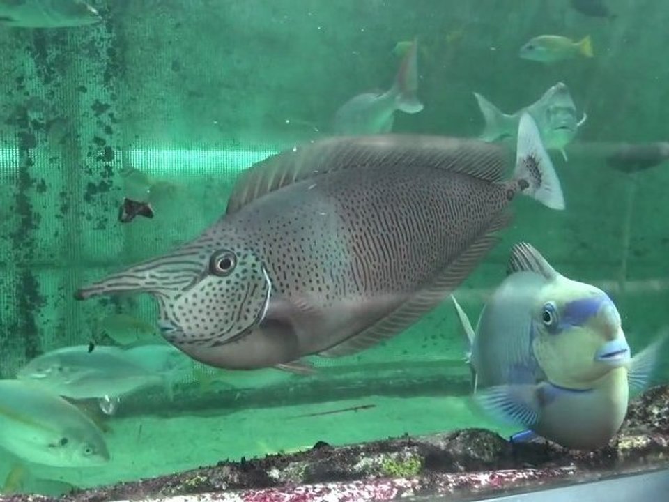 Aquarium de Sydney 2012