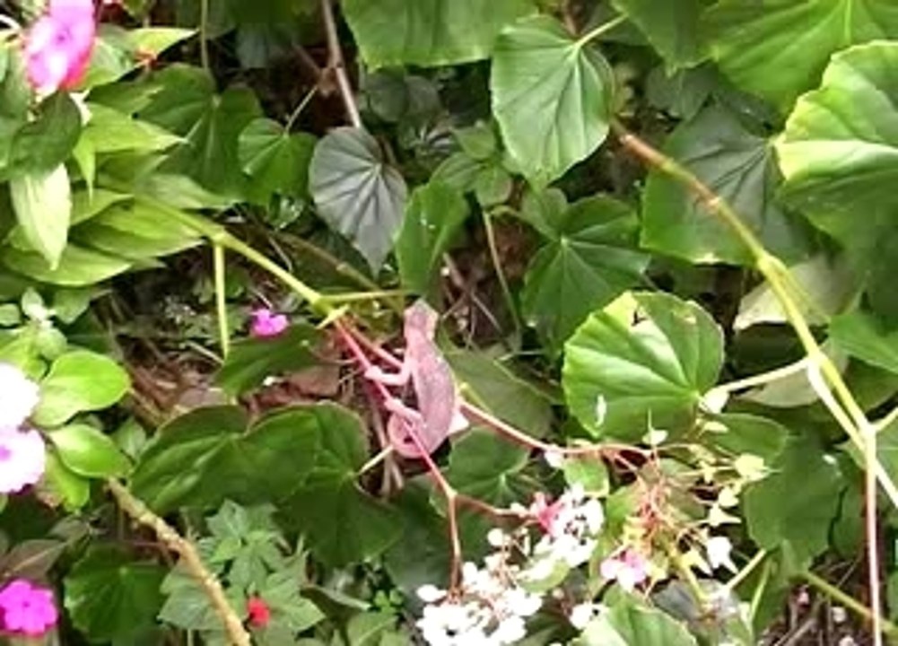 Caméléon au Conservatoire Botanique
