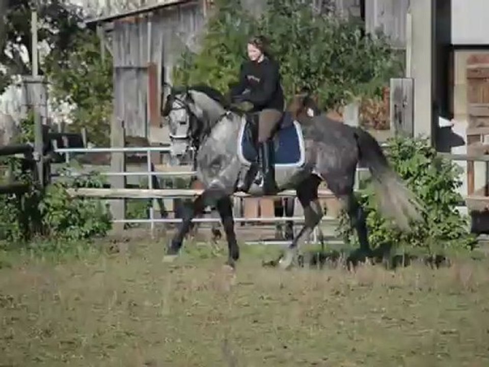 Joc galop monté main gauche diff