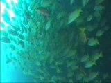 Maldives 2002 : 02 Banana Reef (Oldies Hi8)