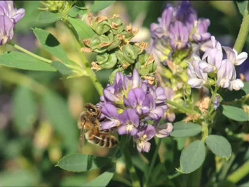 Reportage Assises de la biodiversité - 2012
