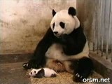 Bebé panda asusta a su madre