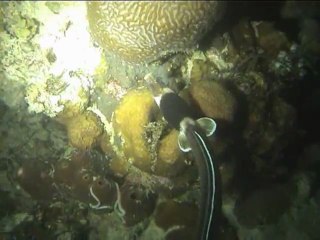 anguille serpent aux Philippines