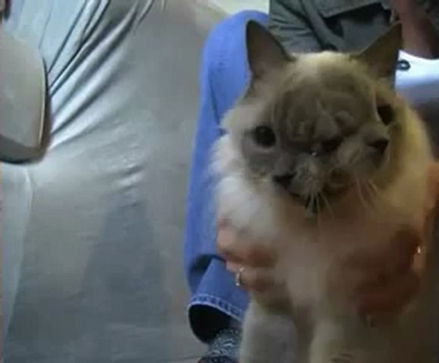 Il gatto a due teste