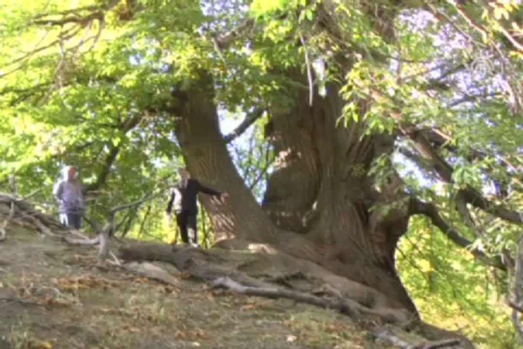Bin 25 yıllık kestane ağaçları