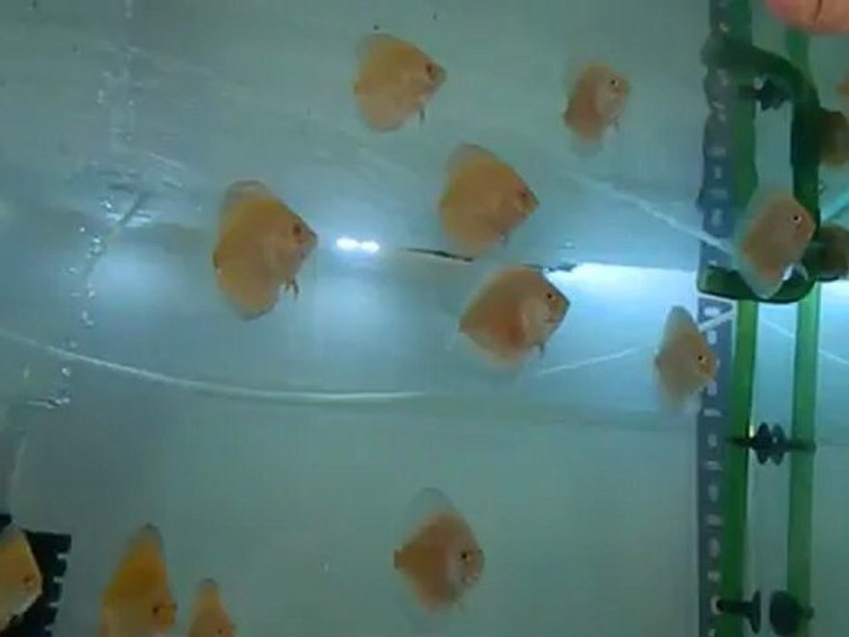 discus