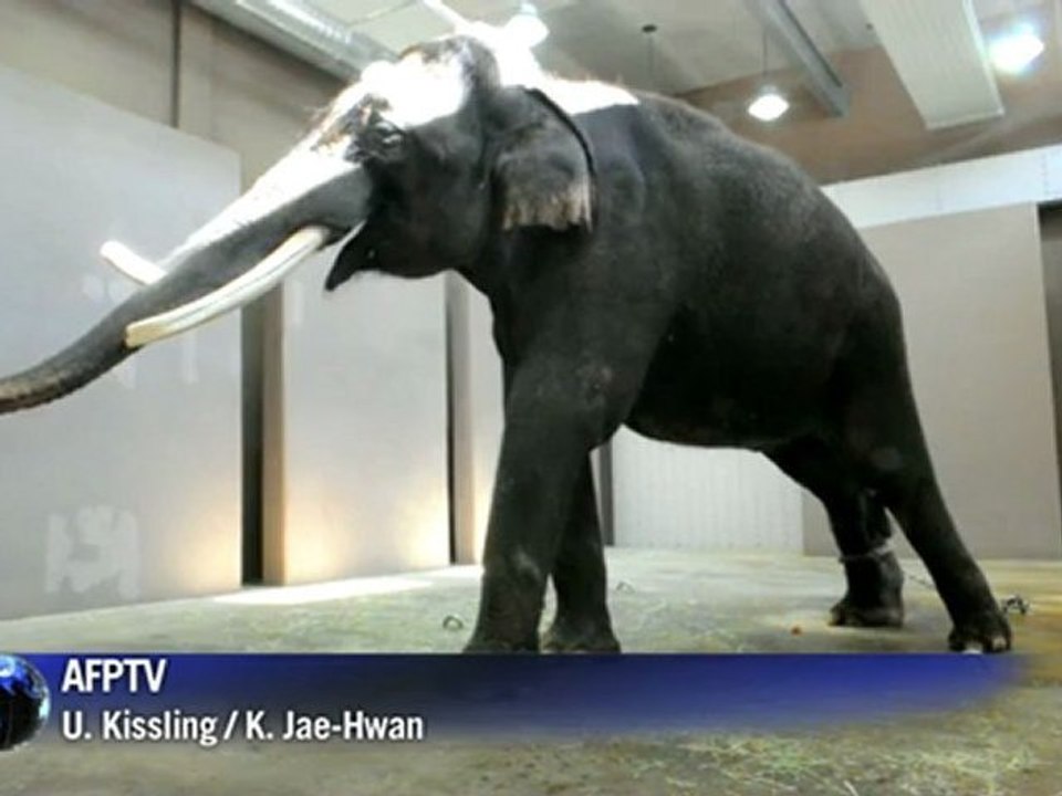 Mit dem Rüssel sprechen: Elefant imitiert koreanische Worte