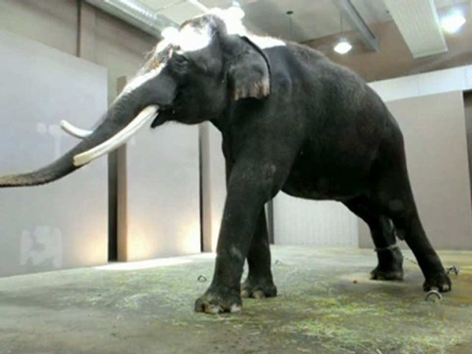 Elefante falante