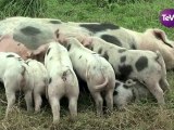11 novembre 2012 - Elevage de porcs bio