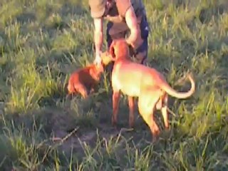 cobro de vizsla temporada 2011