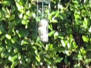 RANDOM GARDEN VLOG NOV 1 2012