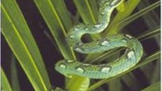 History Book Review: Photographic Guide to Snakes and Other Reptiles of Sri Lanka by Indraneil Das, Anslem de Silva